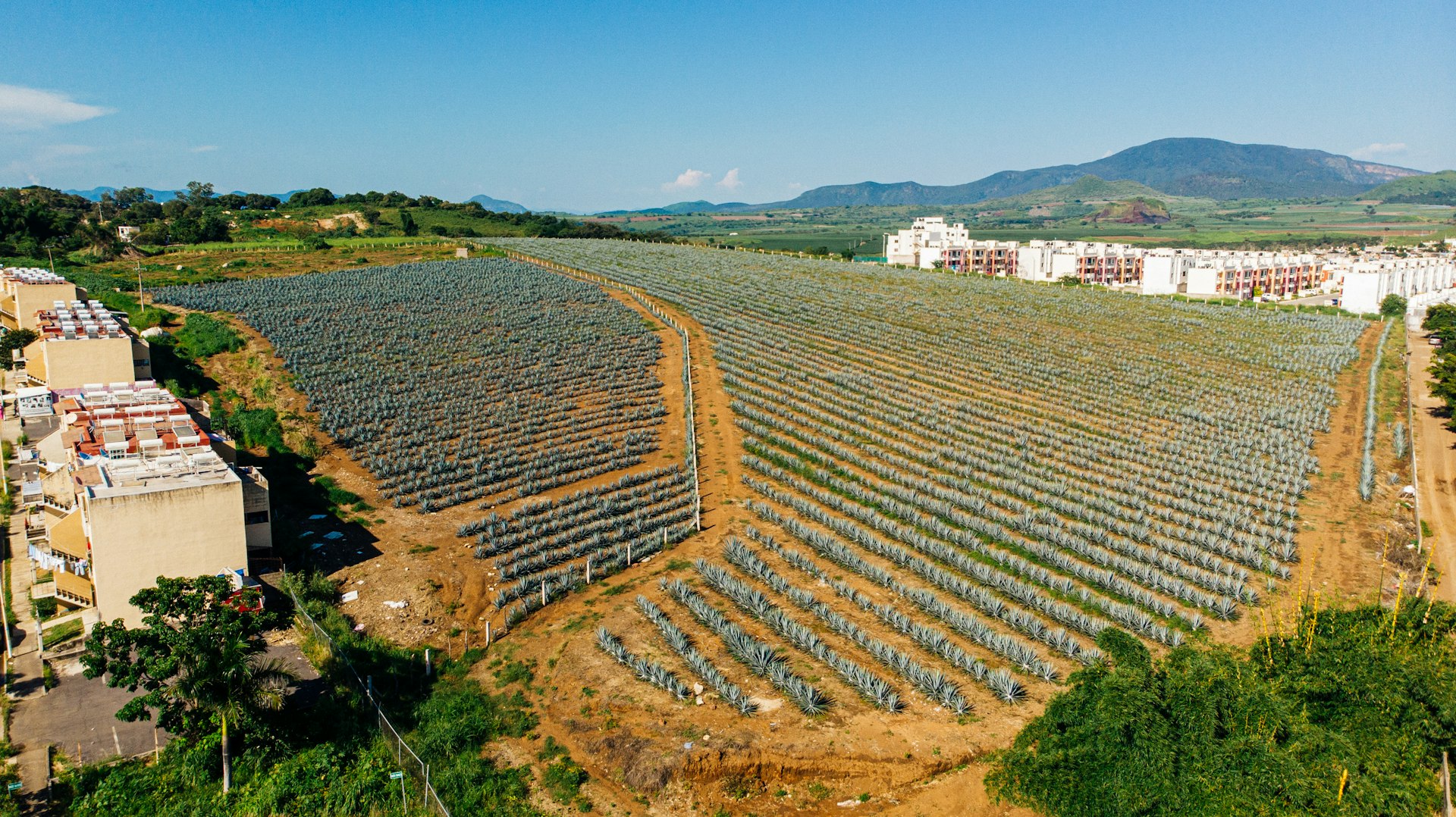 an aerial view of a large field of trees